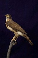 鳳頭蒼鷹藏品圖，第6張